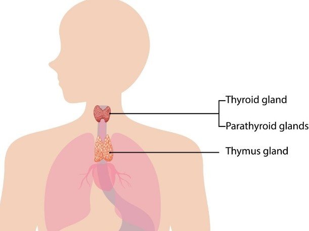 Best Thyroid Treatment for Chest in Vasundhara